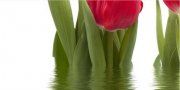 Настенное декоративное панно (3) Фреш Тюльпаны 250x500мм