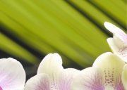 Настенное декоративное панно (2) Азалия Орхидея 350x250мм