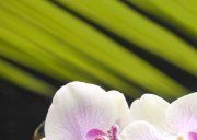 Настенное декоративное панно (1) Азалия Орхидея 350x250мм