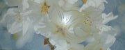 Настенная декоративная плитка Paula Flowers BLC цветы 200x500мм (Арт.: 17537)