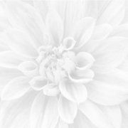 Настенное декоративное панно Сигма Sigma Crisantemo 600x600мм