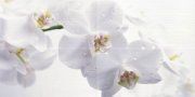 Настенное декоративное панно Меланж Орхидея 1000x500мм