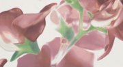 Настенное декоративное панно (2) Colour Carmine Bloom Цветы 593x327мм