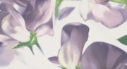 Настенное декоративное панно (1) Colour Violet Bloom цветы 593x327мм