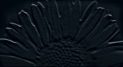 Настенная декоративная плитка Colour Sunflower Black 593x327мм