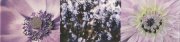 Настенный бордлюр Maxima violet 2 448x100мм
