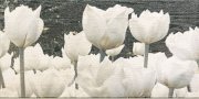 Настенное декоративное панно (1) Савойя Цветы 448x223мм